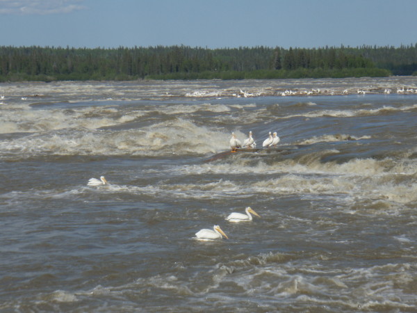 American white pelicans at the Slave River’s Rapids of the Drowned © Mathieu LEBEL /WWF-Canada