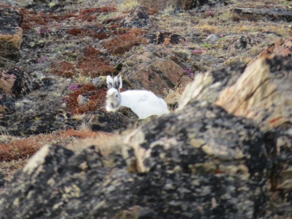 The arctic hare populations in the Arctic experience large swings from population boom to bust, and numbers of hare predators follow similar cycles. © Clive Tesar / WWF 