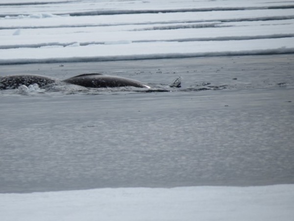 Narwhals usually travel in small pods of several individuals. © Clive Tesar / WWF