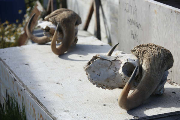 Muskox skulls bleaching in the sun.  The horns are prized for traditional carving, while the fur or "qiviut" is highly valued for weaving. ©Dan Slavik/WWF-Canada 