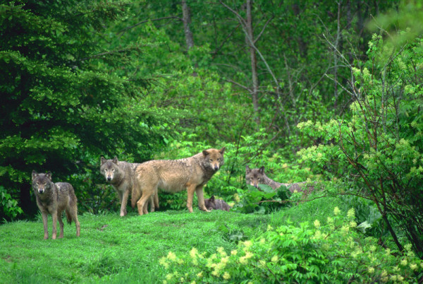 A pack of wolves also known as Grey or Timber wolves (Canis lupus) in forested area, Nova Scotia, Canada © Frank PARHIZGAR / WWF-Canada