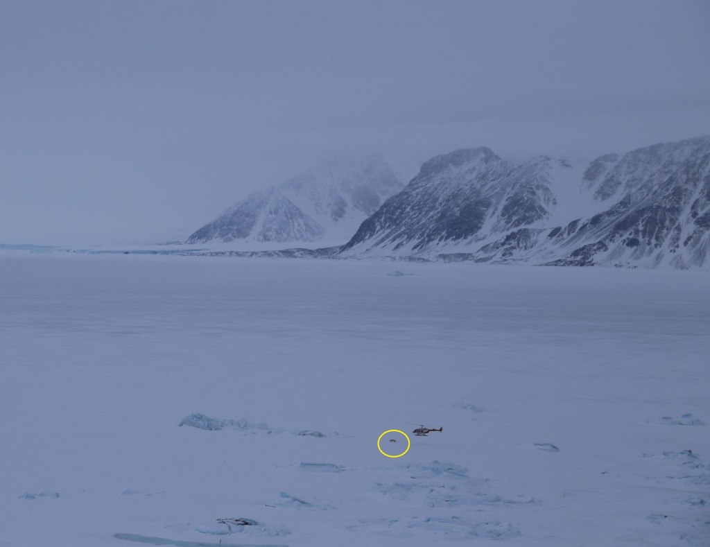 The aerial team spots a bear © Vicki Sahanatien / WWF-Canada