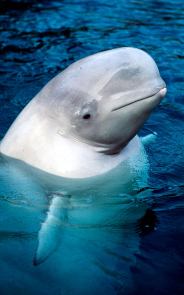 Beluga (Delphinapterus leucas) in the Bering Sea © Kevin Schafer / WWF-Canon