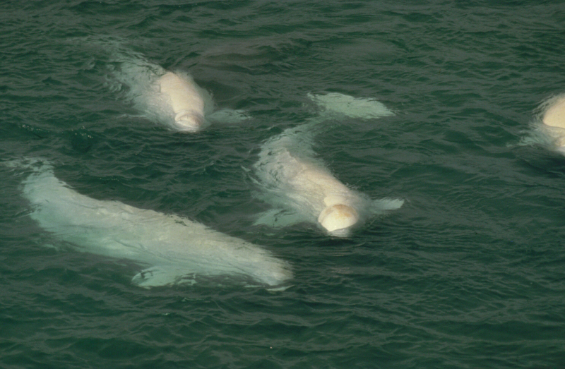 Beluga whale, Canada