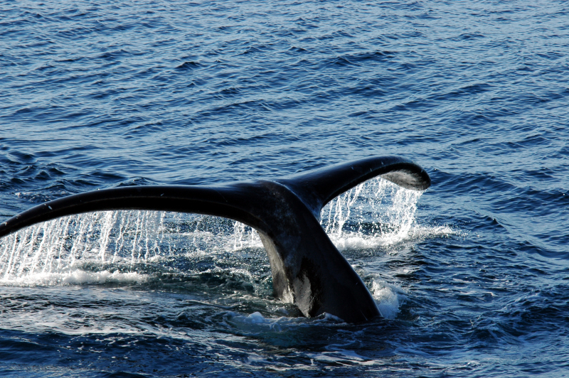 Bowhead whale flukes, Isabella Bay, Nunavut, Canada