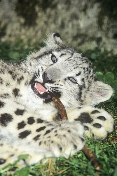 Jeune léopard des neiges femelle (Panthera uncia). © David Lawson / WWF-UK