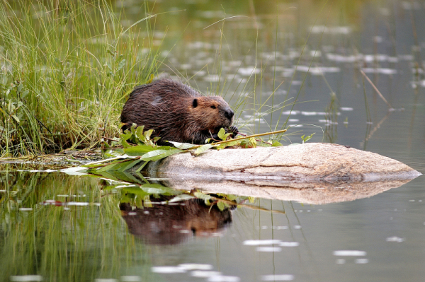 beaver