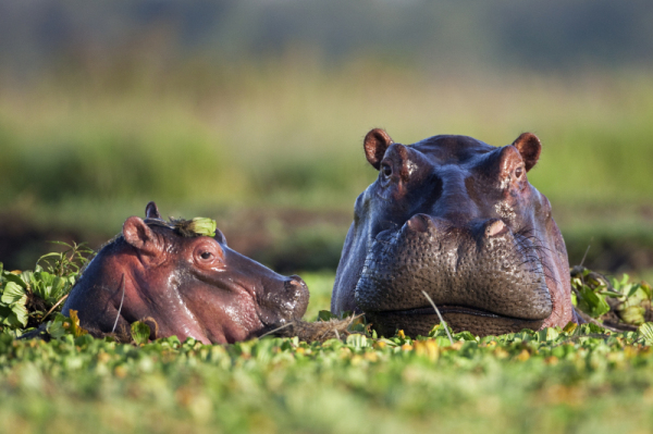 Hippopotamus