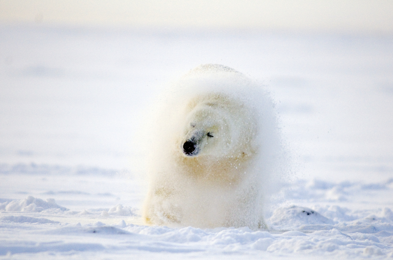 Polar bear shaking off snow after rolling around on the pack ice, arctic coast, 1002 area of the Arctic National Wildlife Refuge, Alaska, Beaufort Sea