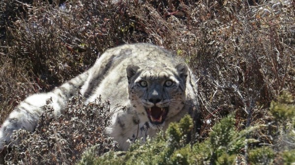 snow leopard