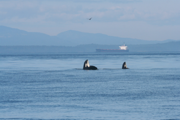 Southern resident Killer Whales in Haro Strait.  © Scott Veirs, beamreach.org/Marine Photobank 