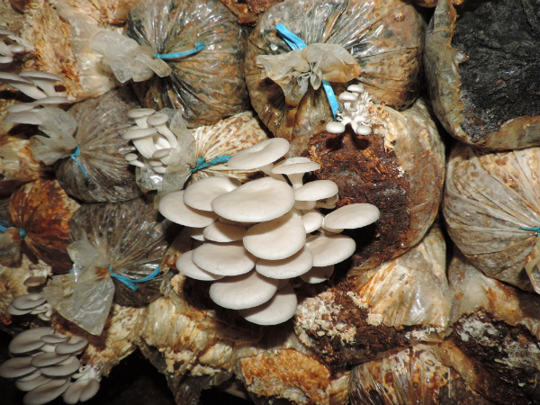 I’d never seen mushrooms grown like that before! © Heather Crochetiere