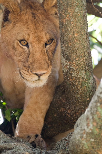 Lion and Lioness