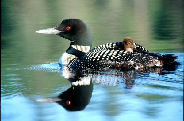 Loon, Algonquin Provincial Park, Ontario, Canada