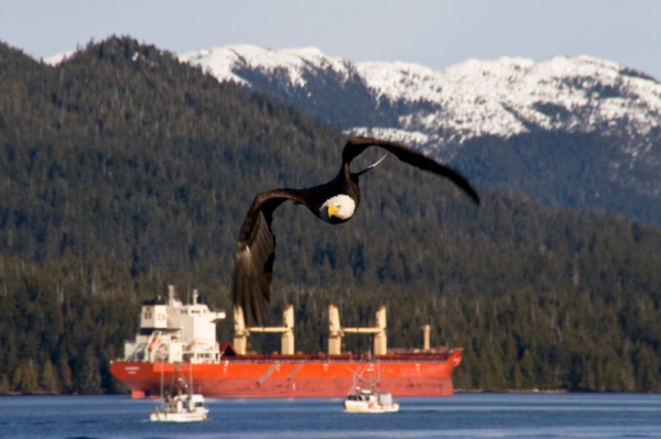 bald eagle