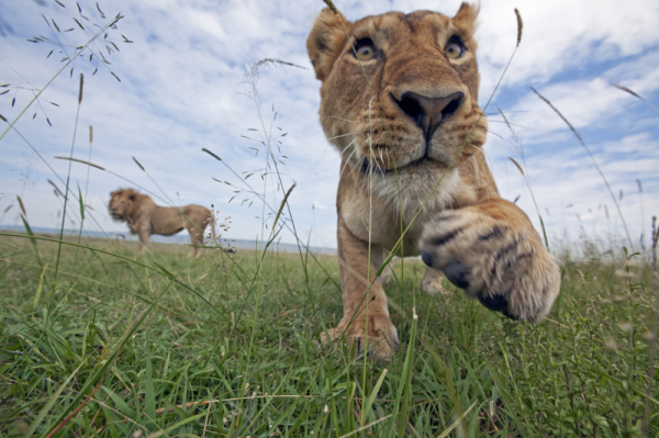 African lioness, Masai Mara National Reserve, Kenya © naturepl.com / Anup Shah / WWF-Canon