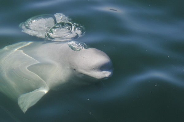 St. Lawrence Belugas