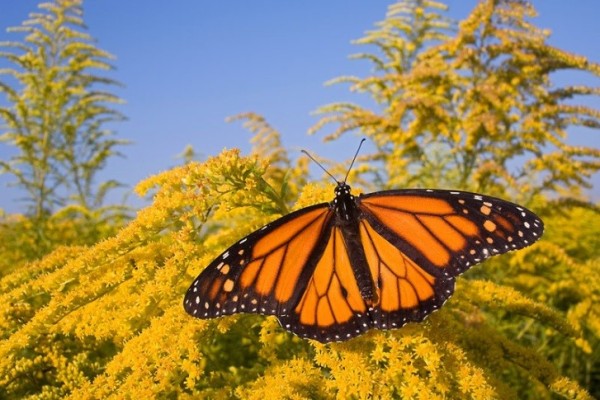 Monarch butterfly (Danaus plexippus) feeding on nectar of Goldenrod flowers, East coast, USA. © naturepl.com / Ingo Arndt / WWF