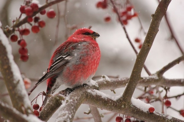 Dans notre jardin de Bolton-Ouest, le dur-bec des pins est un visiteur rare! Celui-ci s'est carrément gavé de petites pommettes gelées. © Solange P.