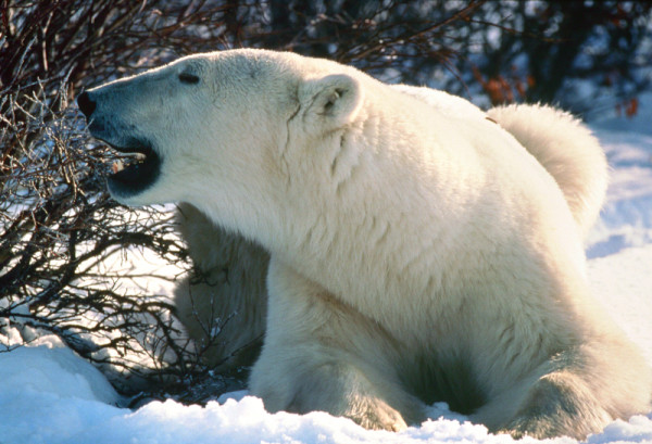 Polar bear, Canada © J. D. Taylor / WWF-Canada