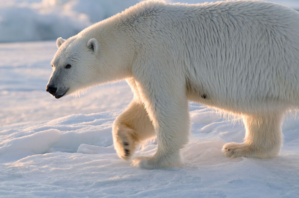 Polar bear walking on ice. © Steve Morello / WWF