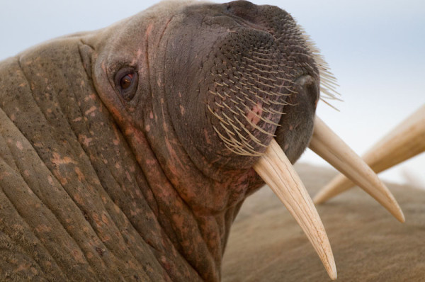 Walrus. Spitsbergen, Norway © Steve Morello / WWF-Canon