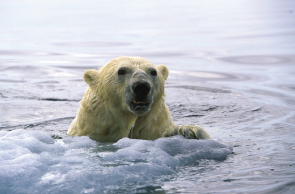 Polar bear (Ursus maritimus) coming out of water up onto the Arctic sea ice, Canada. © Paul Nicklen/National Geographic Stock / WWF-Canada