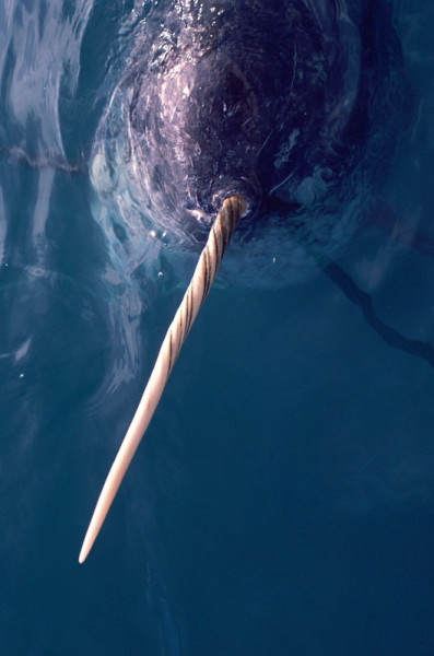 Narwhal