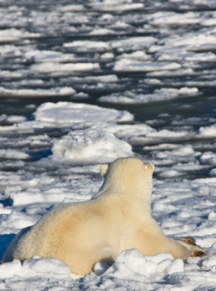 A tagged polar bear watching and waiting for the winter ice to form in November, near Churchill, Manitoba, Canada © Jacquie Labatt / WWF-Canada