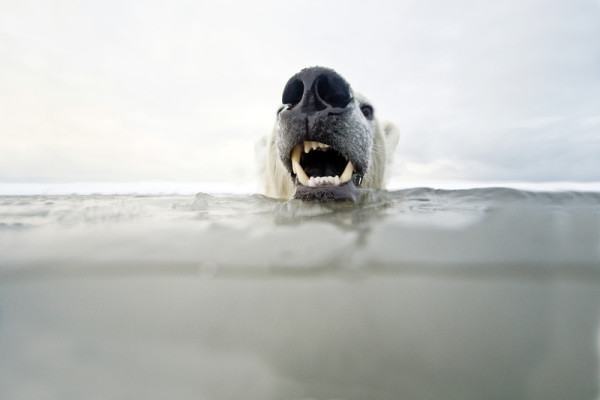 Polar bear young bear in freezing water during autumn freeze up. North Slope, Alaska, Beaufort Sea. © naturepl.com / Steven Kazlowski / WWF