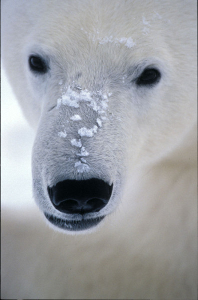 Polar bear Hudson Bay Canada  © Fritz Pölking / WWF