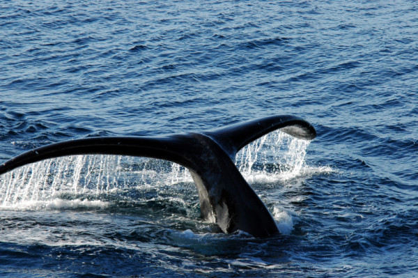 Bowhead whale fjlukes, Isabella Bay, Nunavut, Canada © Tim Stewart / WWF-Canada