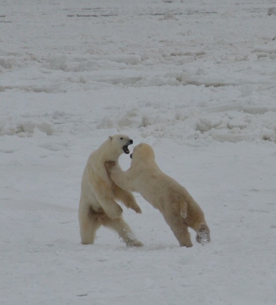 polar bears