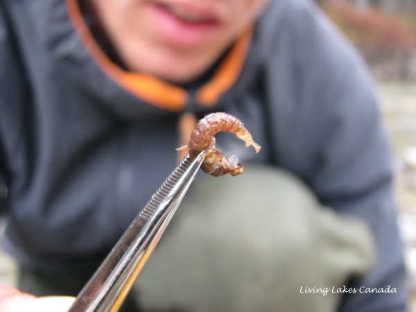 caddisfly 