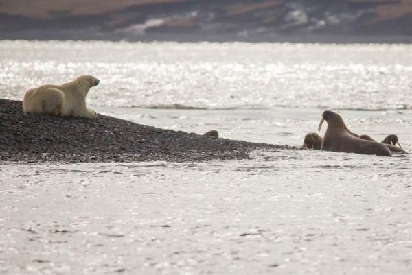 “Sleeping” polar bear waits for a walrus calf to come close. Photo: Alexey Ebel / WWF-Canon