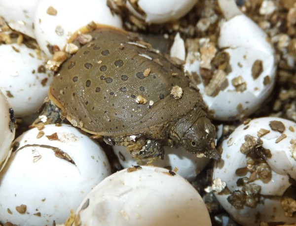 spiny softshell turtle