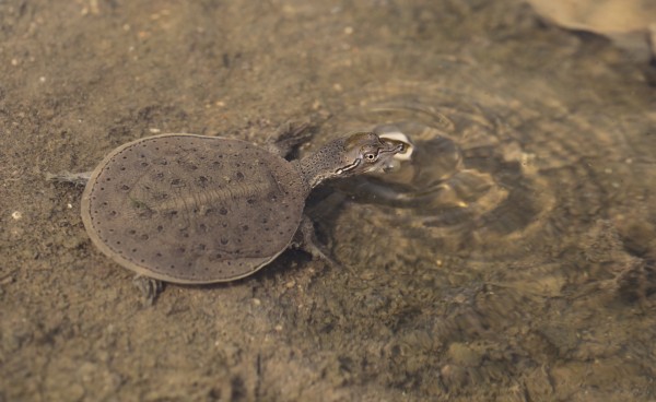 spiny softshell turtle