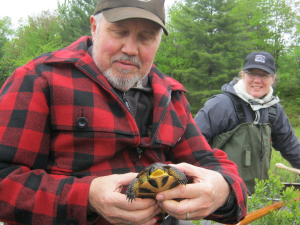 Monte Hummel du WWF-Canada, admirant la belle gorge jaune d’une tortue mouchetée (Emydoidea blandingii) dans le cadre d’un projet d’étude sur le terrain de la tortue mouchetée à l’état sauvage © Emily Giles