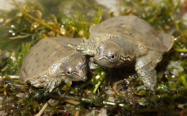 spiny softshell turtle