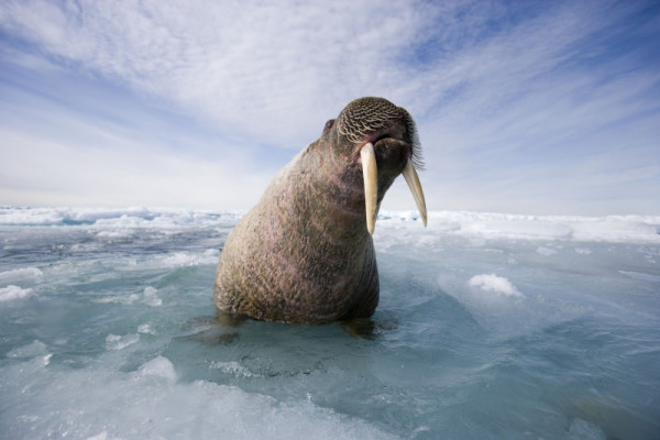 Atlantic walrus, Nunavut, Canada. © Paul Nicklen/National Geographic Stock / WWF-Canada