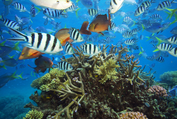 Variety of fish swimming in the Great Barrier Reef. © Troy Mayne