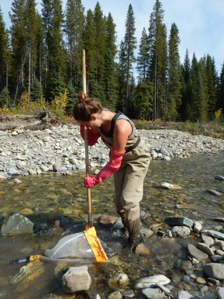 Living Lakes Canada, soutenu par le Fonds Loblaw pour l’eau, à la recherche d’invertébrés benthiques dans le cadre de l’évaluation de la santé de l’eau dans la vallée Flathead, en Colombie-Britannique © Living Lakes Canada