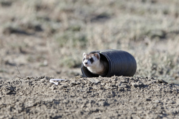 Black-footed ferret, Grasslands National Park, Saskatchewan, Canada