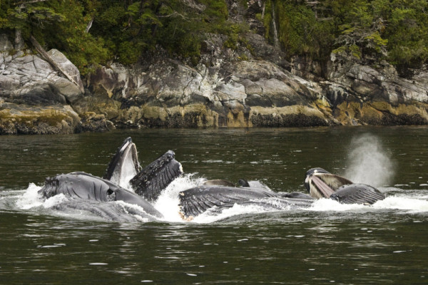 Humpback whales, Great Bear Rainforest, British Columbia, Canada