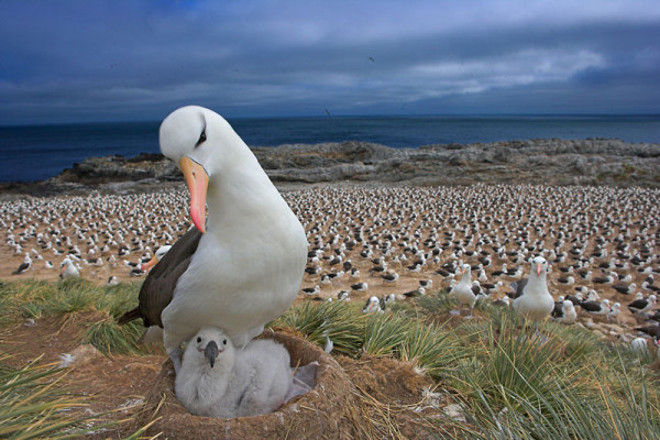 Black-browed albatross (Diomedea / Thalassarche melanophrys) with chick on nest, part of a large colony, Steeple Jason, Falkland Islands .© naturepl.com / Andy Rouse / WWF