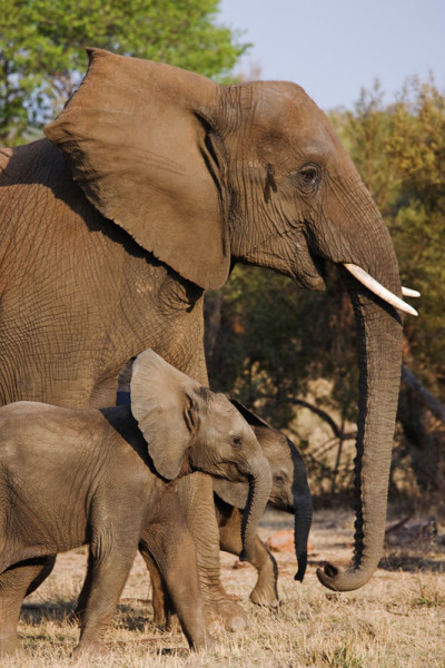 African elephant young calfs with mother. South Africa. Dist. Sub-Saharan Africa. © Martin Harvey / WWF