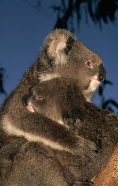 Phascolarctos cinereus Koala Mother with joey (young) Australia