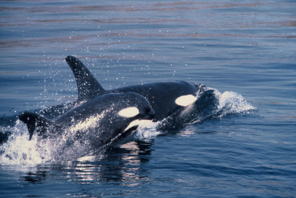 Three year old female orca and her cub. Puget Sound, Washington, United States of America. © William W. Rossiter / WWF-Canon