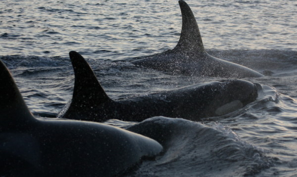 Close up of three southern resident Killer whales (Orcinus orca) moving through the waters at Active Pass.  © Natalie Bowes / WWF-Canada