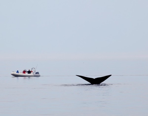 North Atlantic right whale (Eubalaena glacialis) off Grand Manan Island, Bay of Fundy, New Brunswick, Canada. © Barrett&MacKay / WWF-Canada